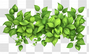 Greenery Border - Leafy Green Plant Illustration Transparent PNG