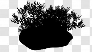Tree Silhouette - Branch - Plant Transparent PNG