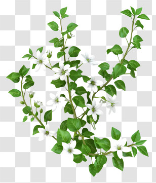 Chickweed - Green Flowering Plant With White Flowers Transparent PNG