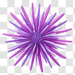 Purple Sea Urchin - Purple Spiky Floral Illustration Transparent PNG
