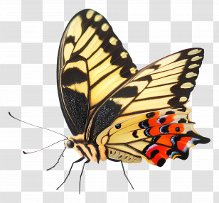 Flying Butterfly - Orange Butterfly Illustration Transparent PNG