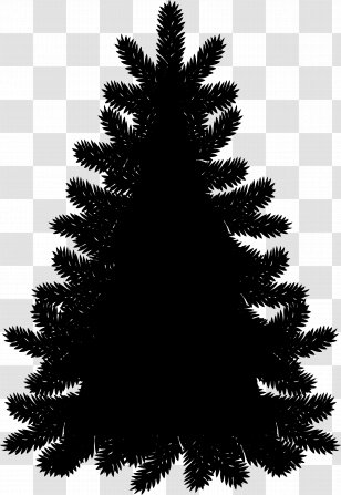 Fraser Fir Christmas Tree Clip Art Evergreen - Shortleaf Black Spruce - Tropical And Subtropical Coniferous Forests Transparent PNG