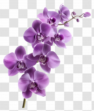 Orchid Flower - Purple Orchid Flowers Illustration Transparent PNG