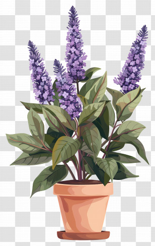 Lilac Flowers - Beautiful Lavender Plant In Terracotta Pot Transparent PNG