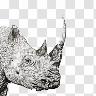 Rhinoceros Reading Baidu Wangpan Pen Computer File - Monochrome Photography - Rhino Drawing Material Picture Transparent PNG