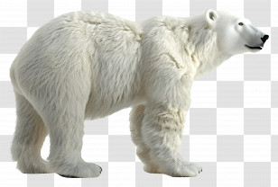 Polar Bear Side View - Realistic Polar Bear Representation Transparent PNG
