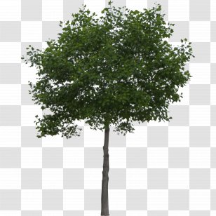 River Birch Populus Alba Paper Tree - Branch - Orange Transparent PNG