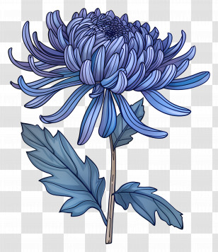Blue Chrysanthemum - Blue Chrysanthemum Flower Illustration Transparent PNG