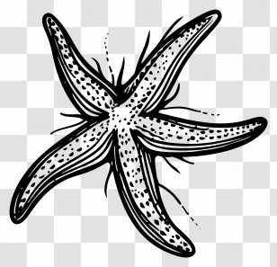 Summer - Starfish Illustration Transparent PNG