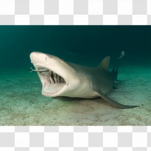Tiger Shark Great White Remora Sicklefin Lemon - Fin - Frame Transparent PNG