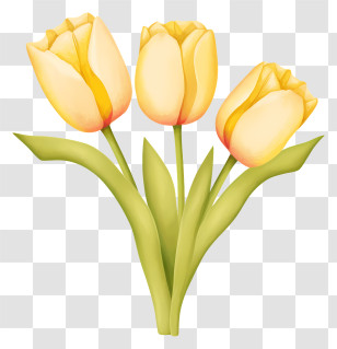Yellow Tulips - Yellow Tulips Bouquet Illustration Transparent PNG