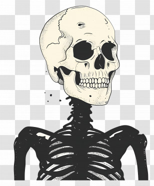 Skeleton - Detailed Human Skeleton Illustration Transparent PNG