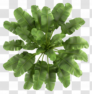 Banana Tree Top View - Green Banana Leaves In Tropical Foliage Transparent PNG
