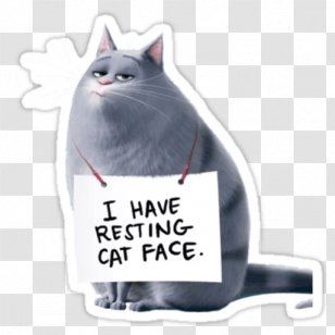 Chloe Cat Gidget Dog Snowball Transparent PNG