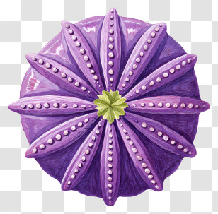 Purple Sea Urchin Shell - Purple Starburst Decorative Ornament Transparent PNG