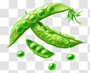 Peas - Fresh Green Pea Pods With Water Droplets Transparent PNG
