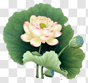 Chinese Painting Lotus - Lotus Flower With Leaves Transparent PNG