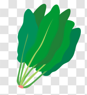 Food - Fresh Green Spinach Leaves Illustration Transparent PNG