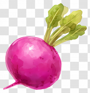 Watercolor Radish - Purple Watercolor Radish Illustration Transparent PNG