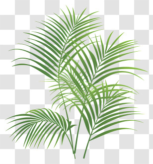 Palm Branches - Green Palm Leaves Illustration Transparent PNG