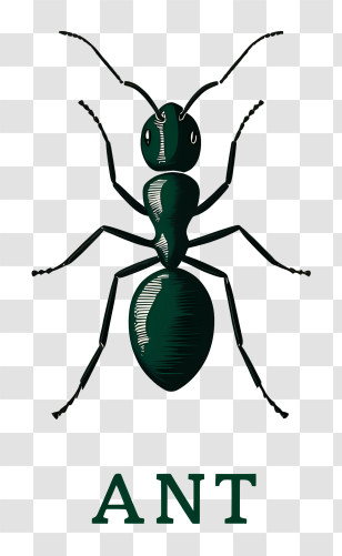 Ant Logo - Green Ant Illustration Transparent PNG