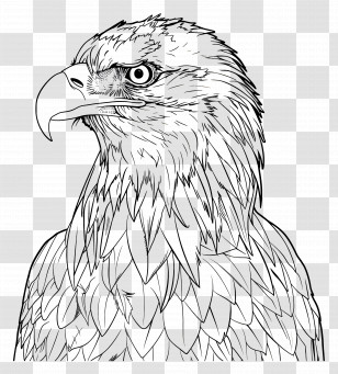 Bald Eagle - Majestic Eagle Head Line Art Illustration Transparent PNG