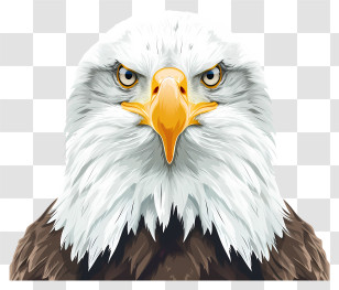 Eagle Head - Majestic Bald Eagle Illustration Transparent PNG