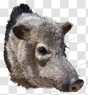 wild boar red deer hunting big game pig like mammal transparent png wild boar red deer hunting big game