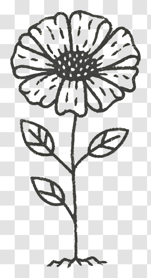 Line Drawing - Hand-Drawn Black And White Flower Sketch Transparent PNG