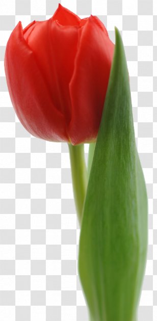 Tulip Red White Flower Bouquet - Cut Flowers Transparent PNG