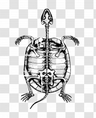 Turtle Human Skeleton Bone Clip Art - Sea - Tortoide Transparent PNG