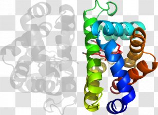 Clip Art Product Organism - Globin Transparent PNG