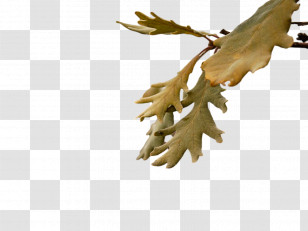 Leaf Twig M-tree Tree Science Transparent PNG