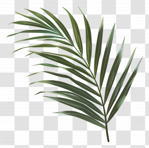 Palm Leaf - Green Palm Leaf Botanical Illustration Transparent PNG