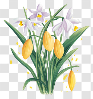 Spring Flowers - Yellow And White Daffodil Blooms Transparent PNG