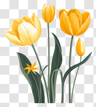 Yellow Tulips - Yellow Tulips Bouquet In Full Bloom Transparent PNG