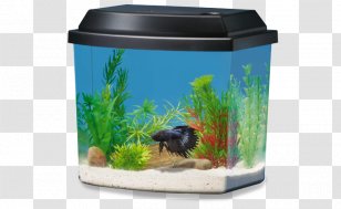 Siamese Fighting Fish Ranchu Aquarium PetSmart Heater - Decor Transparent PNG