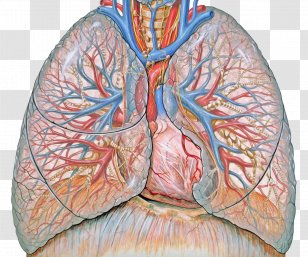 Lung Respiratory System Disease Therapy Chronic Obstructive Pulmonary - Flower - Cough Transparent PNG