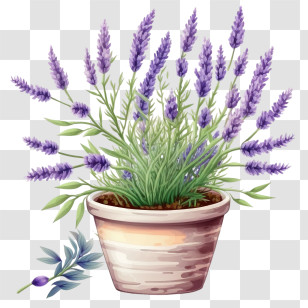 Cute Lavender
 - Potted Lavender Plant As Home Decor Transparent PNG