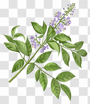 Blooming Chinaberry - Realistic Lavender Branch With Flowers Transparent PNG