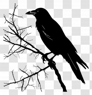 Crow Silhouette - Raven On A Branch Silhouette Transparent PNG