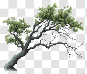 Doodle Style Tree Branch - Beautiful Tree With Branches And Green Leaves Transparent PNG