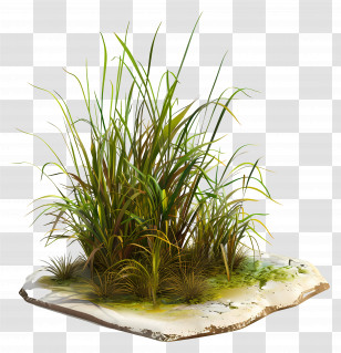 Grass Plant - Tall Grass On Soil Transparent PNG