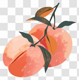 Peaches - Artistic Peaches On Branch Transparent PNG