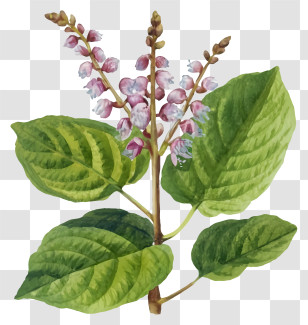 Pink Flowers - Watercolor Plant With Flowers Transparent PNG