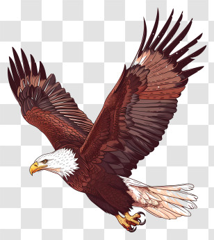 Eagle - Flying Bald Eagle Illustration Transparent PNG