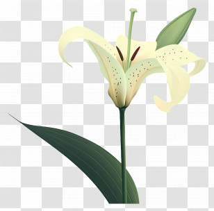 Lilies - White Lily Flower Illustration With Green Leaves Transparent PNG