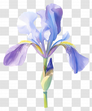 Iris Flower - Watercolor Illustration Of Purple Iris Flower Transparent PNG