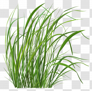 Grass - Fresh Green Grass Blades Illustration Transparent PNG