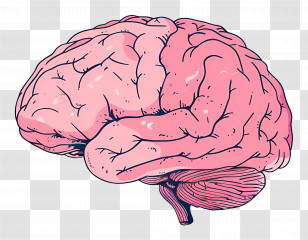 Brain - Illustration Of A Pink Human Brain Transparent PNG